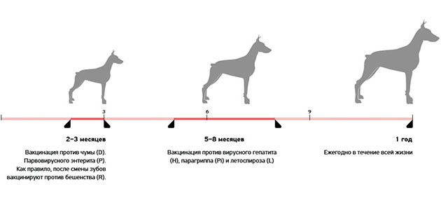 Схема вакцинации может составить врач ветеринар, так как она формируется от место проживания щенка и особенностей породы