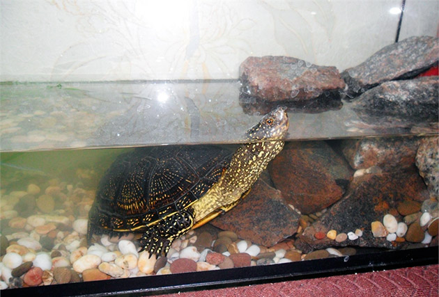 Обязательно следите за состояние воды в аквариуме у болотной черепахе