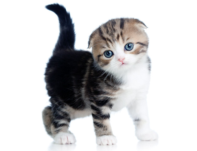 Первую прививку шотландскому вислоухому котенку делают в возрасте 12.5 недель