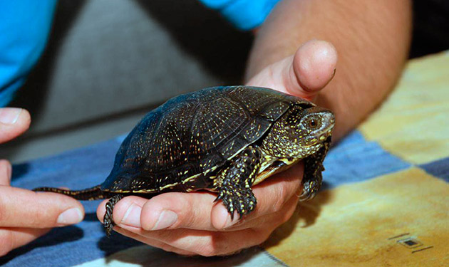 Шанс заболеть европейской болотной черепахе при должном уходе - минимален