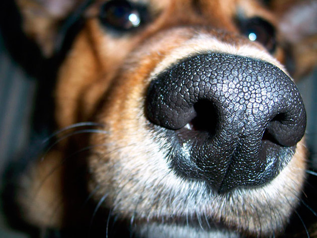 Сухой нос у собаки может быть после сна, если она спала в теплом месте