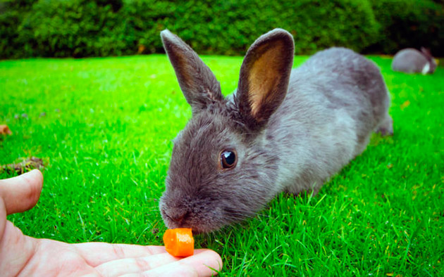 Летом необходимо кормить кроликов большим количеством зеленных кормов