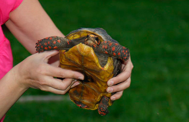 Самцам черепах, как правило дают экзотические имена, самые распространенные из них: Адмирал, Боцман, Матрос, Нельсон