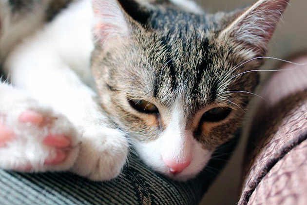 Если котята заболели чумкой явные признаки: отказ от молока матери, вялость и постоянные попискивания