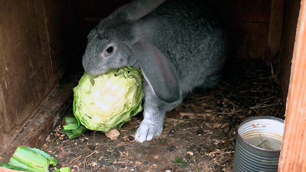 Суточная норма норма крольчихи должна варьироваться в 150-200 сена и объясняется быстрой скоростью роста крольчат