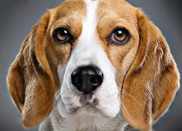 Одной из причин мокрого носа у собаки является то, что нос осуществляет функцию теплообмена