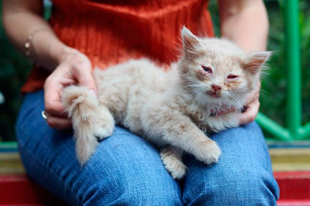 После лечения кошки от чумки, как правило до конца жизни нужно соблюдать рекомендация ветеринара 