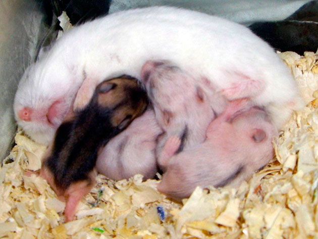 Самка сирийского хомячка вынашивает потомство 2.5 недели