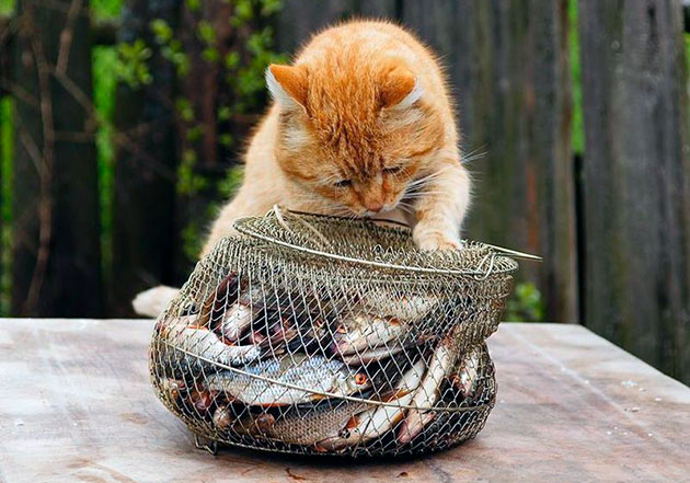 Если решили порадовать кошку рыбой, лучше выбрать рубку с высоким содержанием минералов