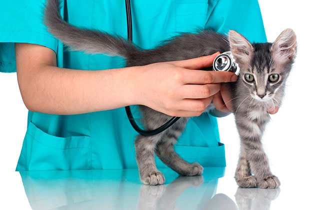 Если после получения травмы головы ваша кошка начала без причины дрожать - необходимо обратиться к ветеринару