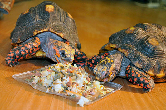 В качестве лакомства, иногда можно давать черепахам мясо, предварительно ошпаренное кипятком