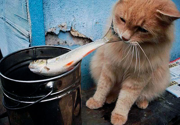 Если после кормления кошки рыбой, она становиться вялой, шерсть тускнеет - лучше отказаться от этого вида пищи
