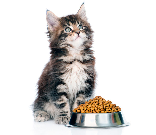 Котята мейн куна плохо контролирую объем съедаемой пищи, эта ложиться на плечи хозяина