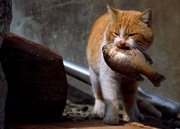 Если очень часто баловать кошку рыбкой, то у неё может понизиться свертываемость крови