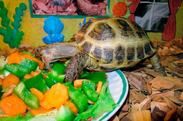Хищным черепахам в корм обязательно добавляют нежирное мясо, а так же рыбу
