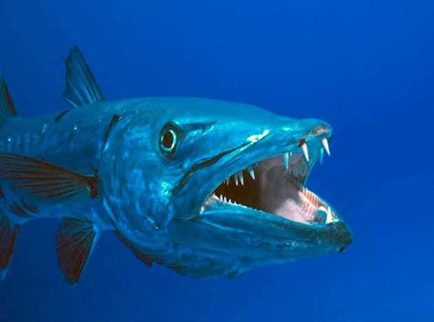 Барракуда – хищная рыба