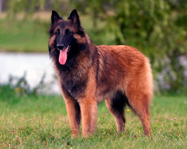 порода собак бельгийская овчарка