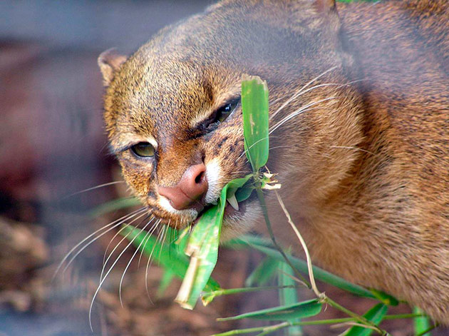 Ягуарунди питаются как животной пищей, так и растительной