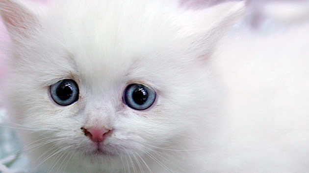 Давать глистогонные препараты котятам можно только, в возрасте 3 недели и старше