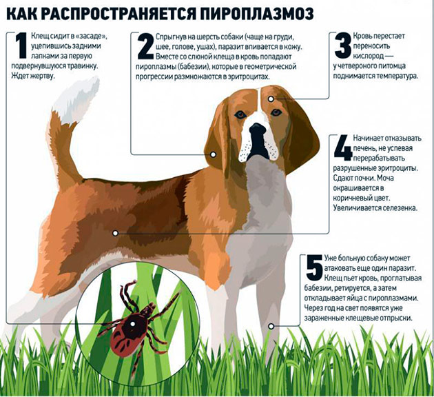 Собака заражается пироплазмозом при укусе инвазированным клещом