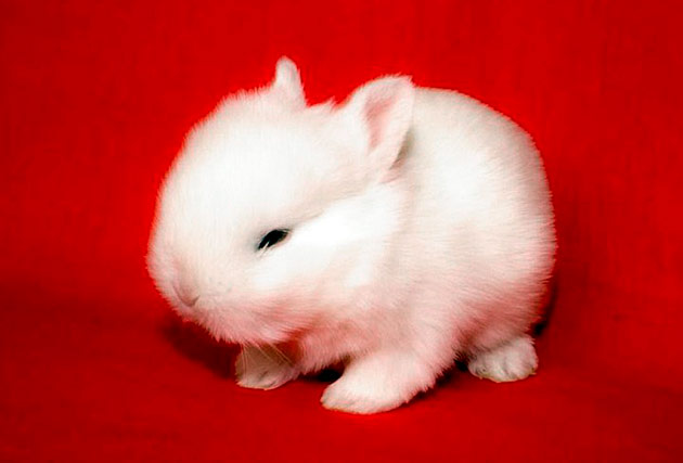 У карликовых кроликов есть ряд заболеваний, но при надлежащим уходе ваш питомец будет радовать долгие годы