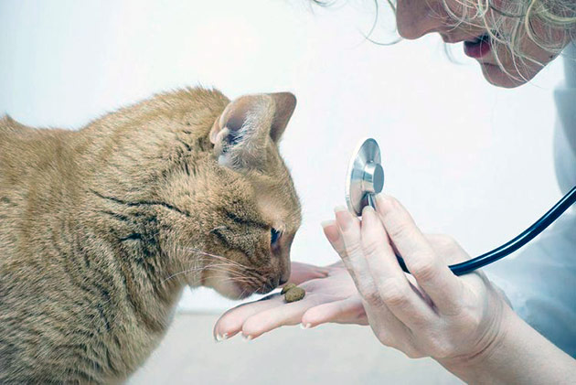 Глистогонить кошку можно и народными средствами, но лучший препарат сможет назначить только ветеринар