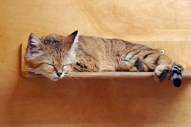 Бархатного кота содержать в домашних условиях, не сложнее чем кошку