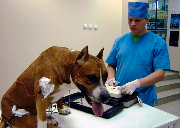 Прежде чем начинать лечение одышке у собаки необходимо обратится к врачу