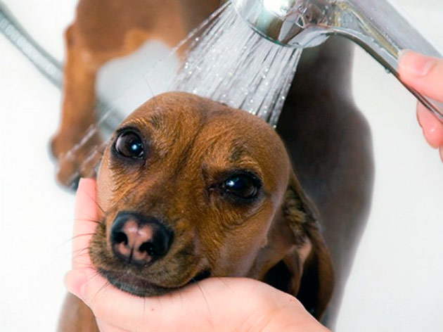 Сколько раз в месяц можно мыть собаку?