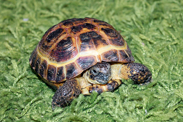 По отзывам владельцев среднеазиатская черепаха очень умная амфибия, а в содержание крайне не прихотлива
