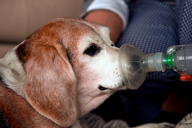 Первая помощь при одышке у собаки: отвести в прохладное место, протереть холодной водой и поглаживать грудную клетку