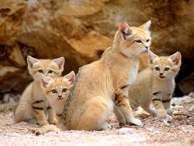 Самка бархатной кошки рожает около 4-5 котят
