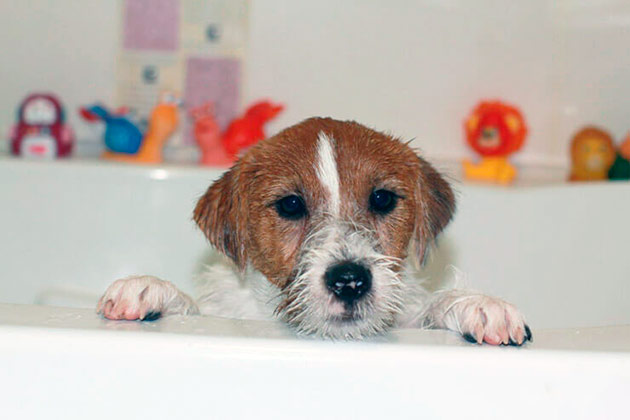 Во время мытья нельзя обращаться с собакой грубо, иначе в следующий раз питомец откажется мыться
