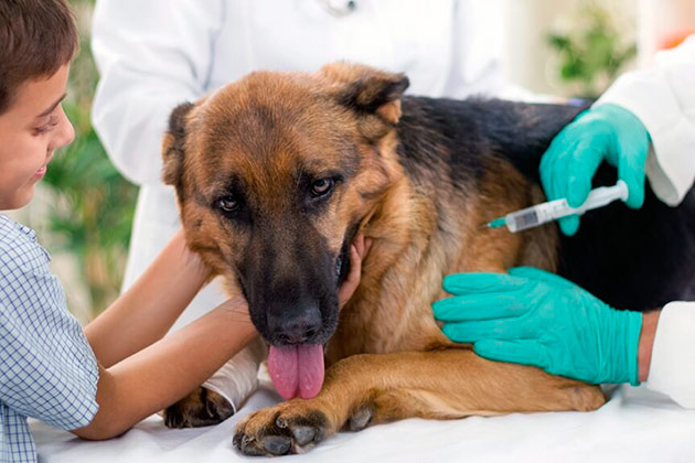 Если собаку укусил клещ необходимо сделать прививку в ветеринарной клиники