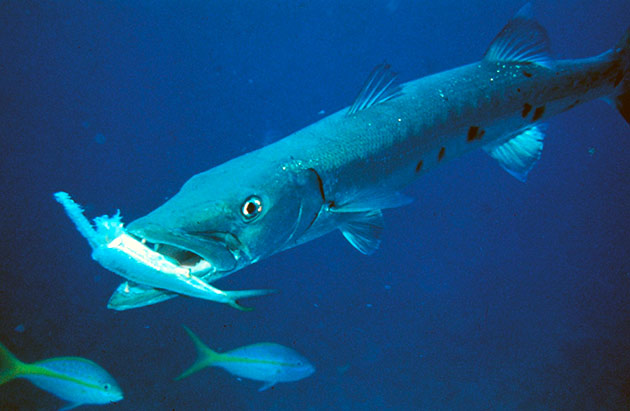 Барракуда питается ракообразными и рыбами меньшего размера