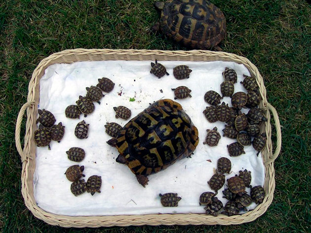 Что бы заняться размножением среднеазиатской черепахи нужно приобрести двух черепашек примерно одного размера и возраста