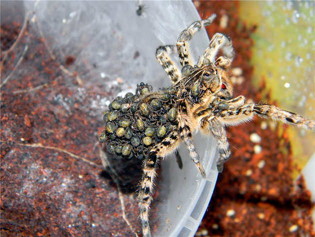 Самка южнорусского тарантула вынашивает паучат в коконе, который находится у неё на брюшке