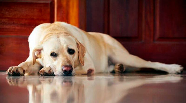 При пироплазмозе у собаки наблюдается вялость, повышенная температура и рвота