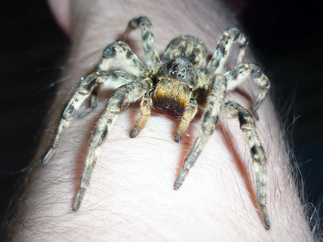 Содержание южнорусского тарантула не вызовет никаких трудностей, но специалисты все же не рекомендуют приобретать их для детей