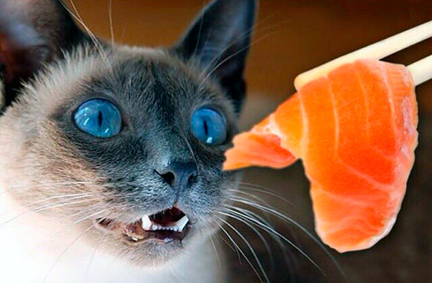 Таурин, который необходим кошкам, так же находиться в морепродуктах