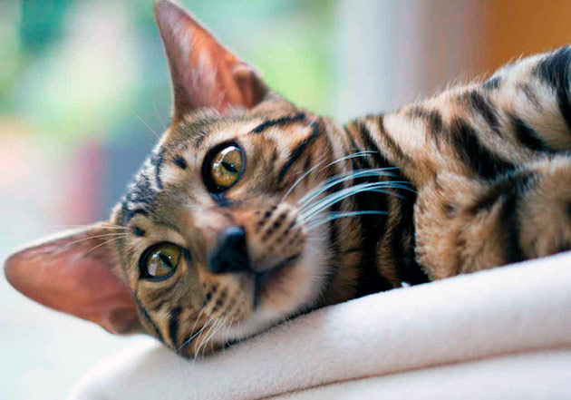 Нехватка таурина у кошек в первую очередь влияет на координацию во время прыжков