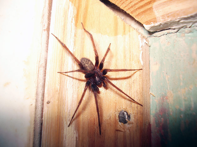 Домовые пауки строят свои логова в темных уголках квартиры или дома