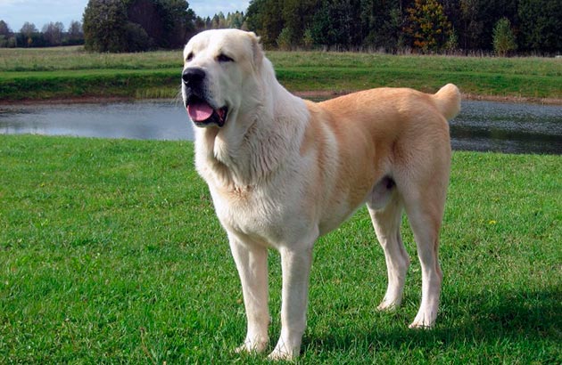 Бойцовская порода собак - Алабай
