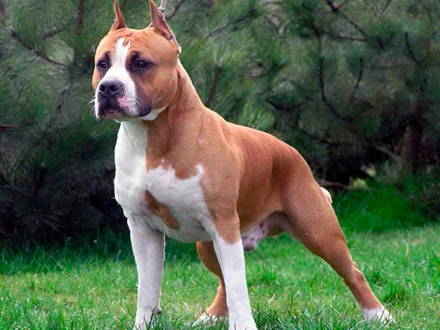 Бойцовская порода собак - Американский стаффордширский терьер