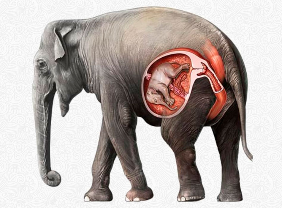Беременность у слонов