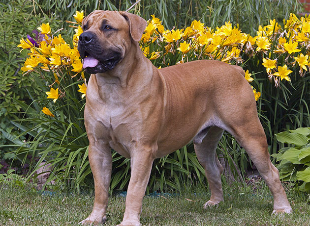 Бойцовская порода собак - Бурбуль