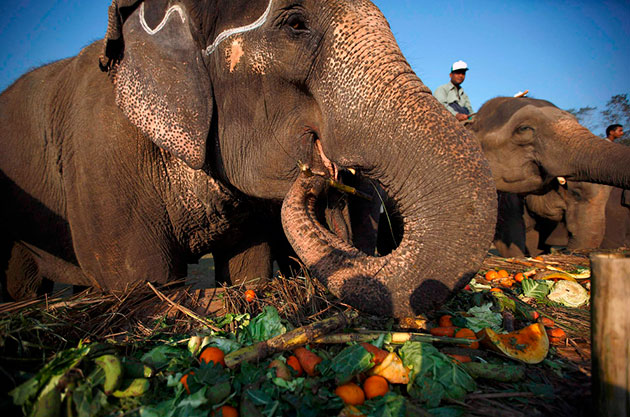 Что едят слоны