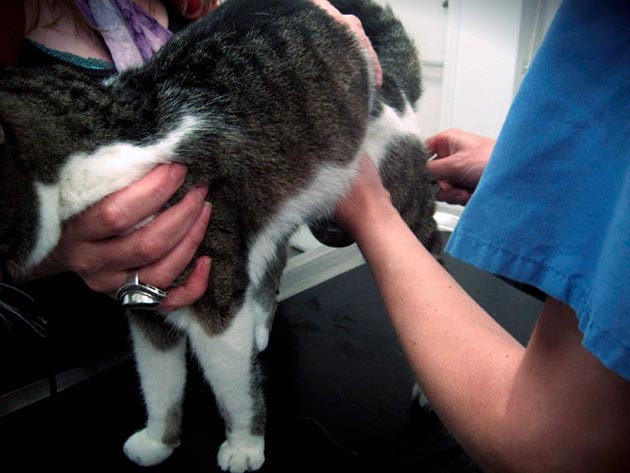 При подозрение на цистит, кошку необходимо отнести в ветеринарную клинику