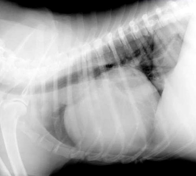 Эффективным методом диагностики водянки у собак является рентгенография