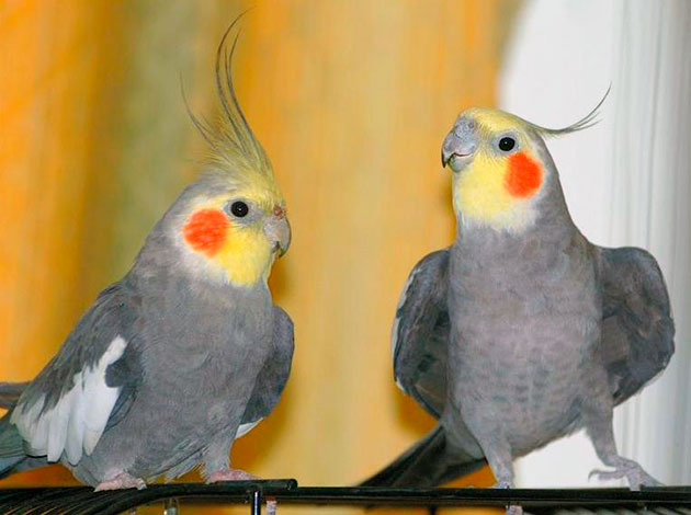 Хозяева попугаев рекомендуют приобретать самцов, они более обучаемые и быстрее привыкают к хозяину